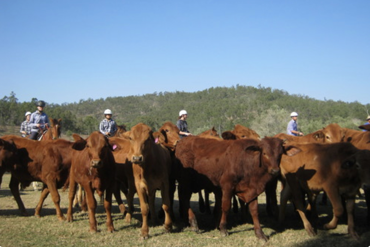 Cattle and Sheep Station Jobs in Australia, working with Horses or Motorbikes 2023